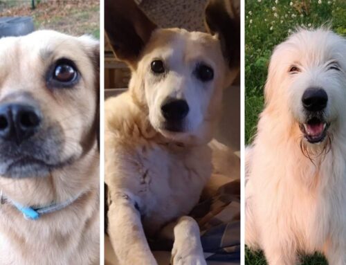 Cristiana non c’è più. Aiutiamo i sei cani che aveva salvato