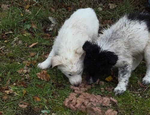 Due cuccioli di cane a rischio Canile. Adozioni cercasi