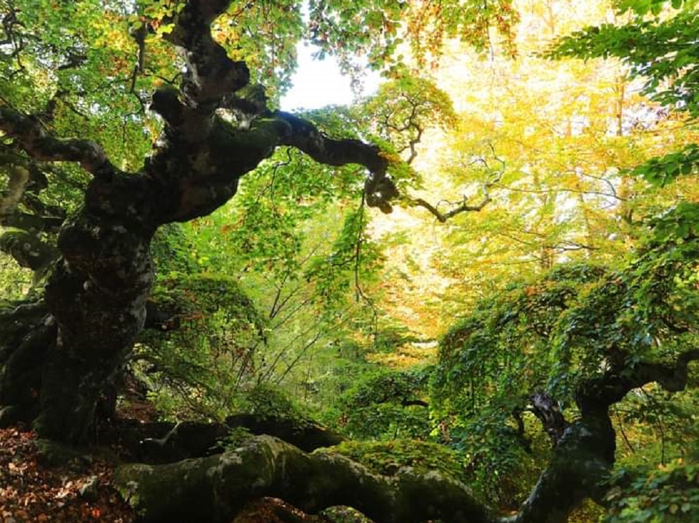 albero_rivodutri_