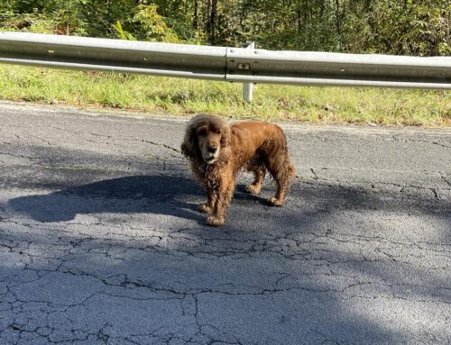 Tornato a casa il cane vagante a Cantalice