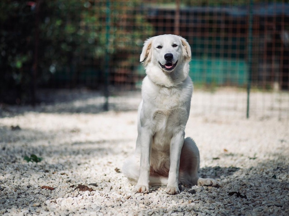 cane_Cagnolona_Everest