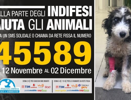 La storia di Cooper e di tanti quattro zampe. Fino al 2 dicembre invia un SMS solidale alla LEIDAA