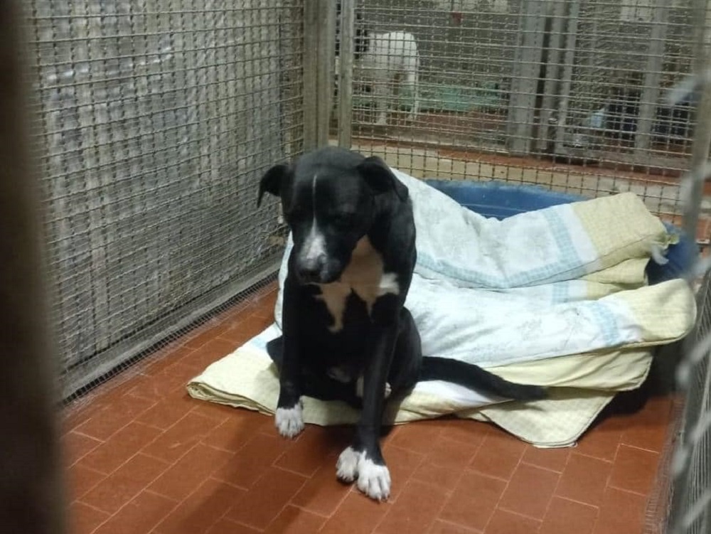 cane_sam_Canile_rieti_karolina