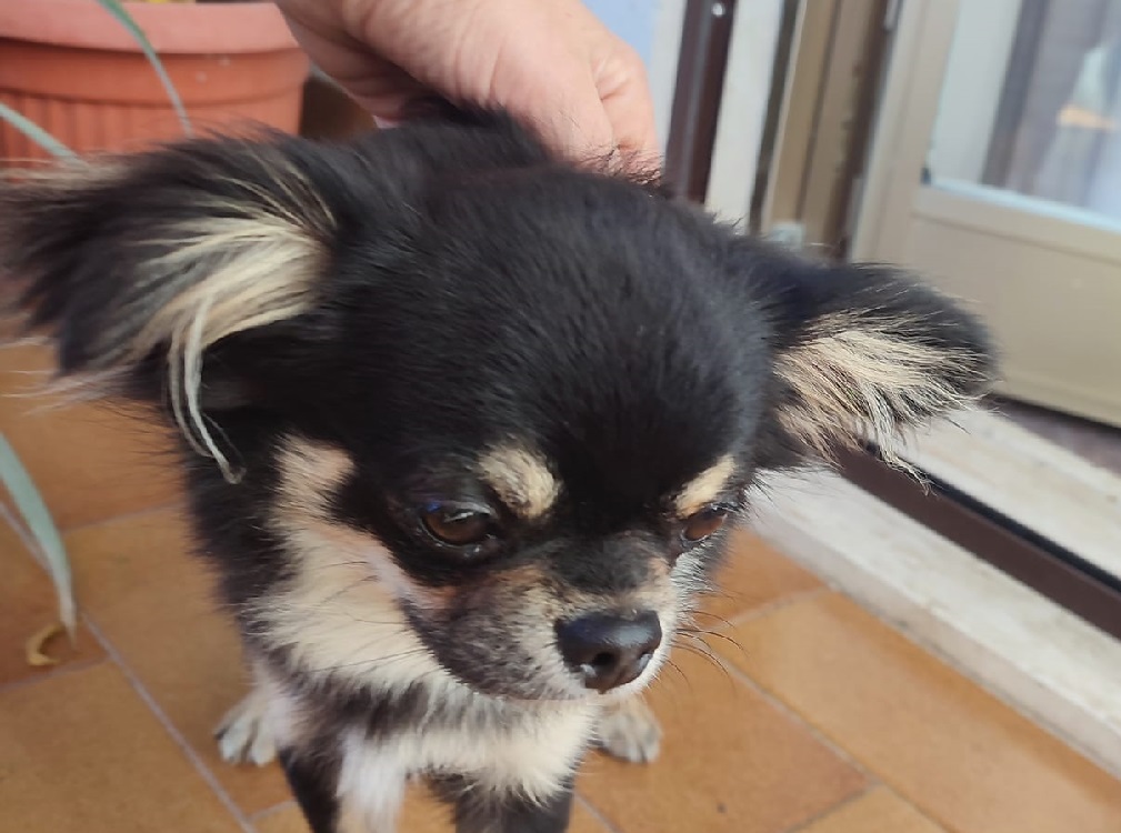 chihuahua_barbara_de_sanctis