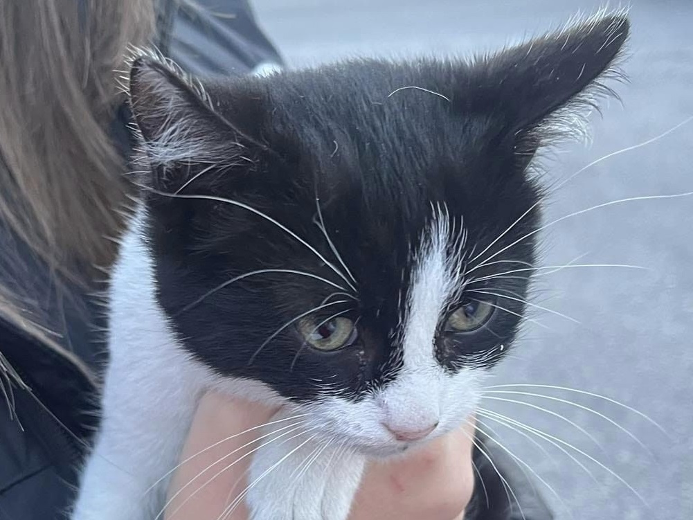 gatto_trovato_a_poggio_moiano