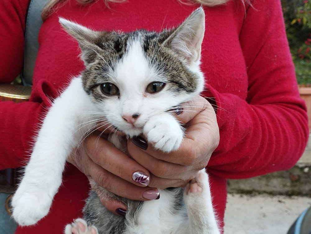 gatto_via_manzoni_poggio_moiano_maria_laura_Sciarpelletti