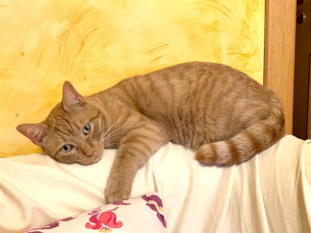 gatto_viviana_capone