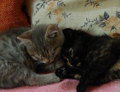 Queste due gattine sono state trovate da sole a Torri in Sabina