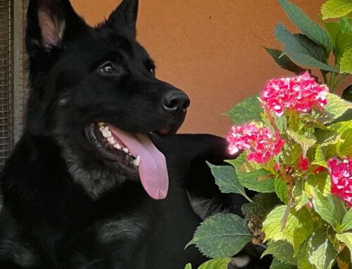 Rocco, meraviglioso Pastore Italiano, cerca casa