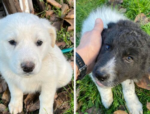 Due cucciolotti in cerca di casa e amore
