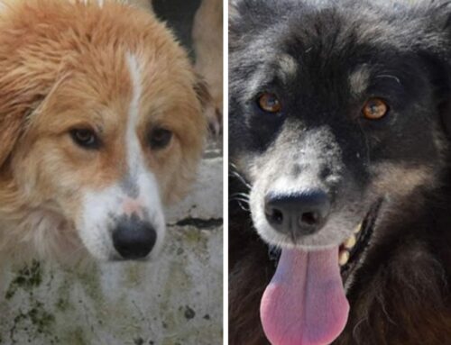 Perla e Fiocco cercano casa, ex ospiti del Canile di Tufillo (Chieti).