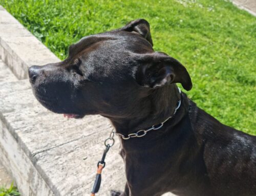 Si cerca stallo per 4 mesi per questo Amstaff