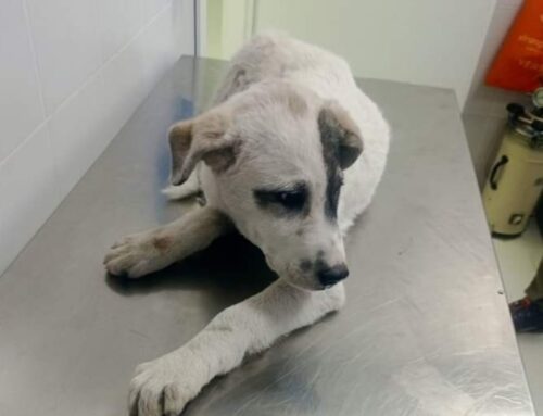 Cane trovato investito a Fiano Romano