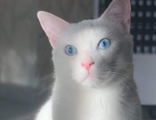 Pongo dagli occhi azzurri cerca nuova famiglia