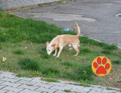 Cagnolino vagante a Campoloniano. È di quartiere?