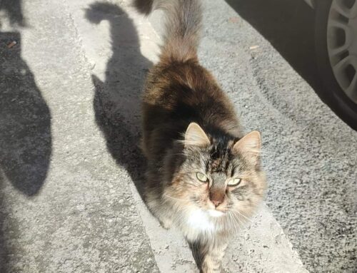 Gatta vagante a Casaprota. Di chi è?