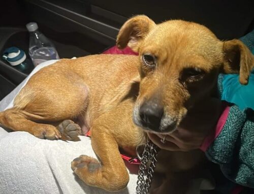 Cagnolina trovata a Greccio. Di chi è?