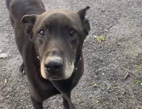 Lupo è stato smarrito da Genzano (Roma)