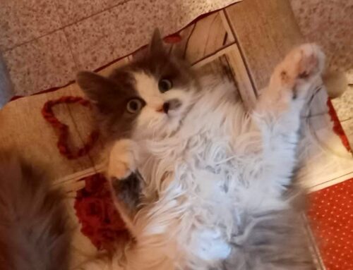 Gatta scomparsa in zona Ponte Sfondato