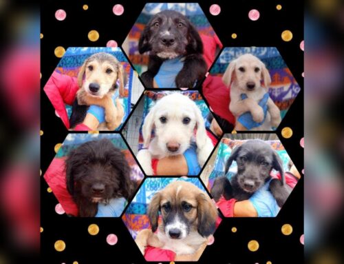 Canile di Vasto, i cagnolini scrivono a Babbo Natale