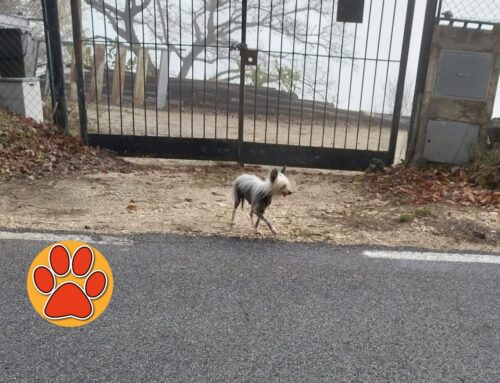 Cane nella nebbia sulla Turanense, a rischio investimento