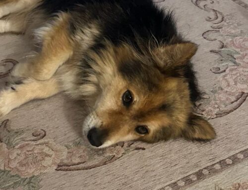 Muffin è stato adottato. Eccolo mentre riposa sereno nella nuova casa