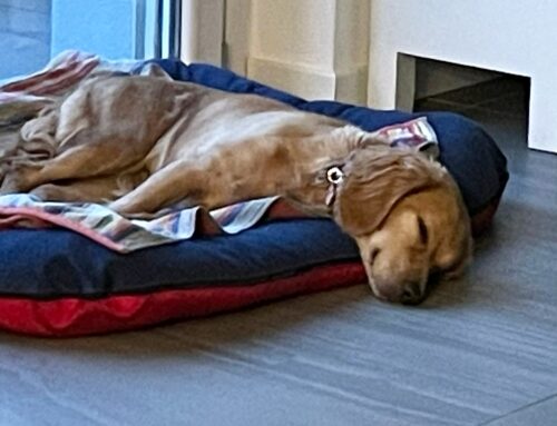 Ed anche Mirtilla adottata. Già dorme sul letto!