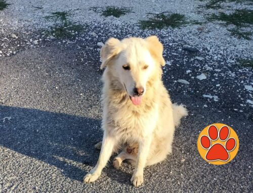 Cercasi cuccia da donare a Fulmine/Freccia, il cane di quartiere di Città Giardino (Rieti) che la notte dorme al gelo