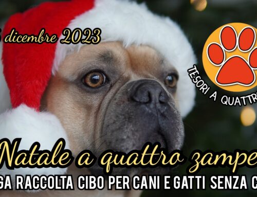 “Natale a quattro zampe 2023” – Torna la raccolta cibo di Tesori a quattro zampe per cani e gatti senza casa – I PUNTI RACCOLTA