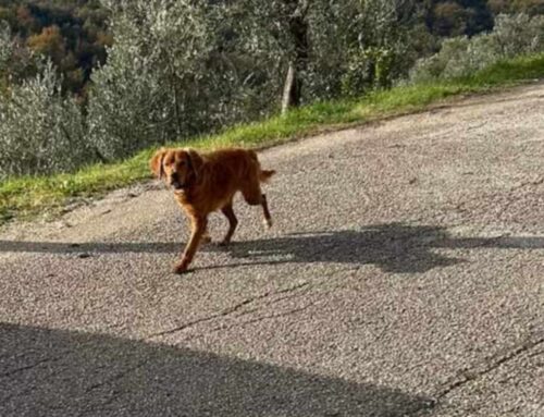 Vaga da giorni a Monteleone Sabino, chi lo ha smarrito?