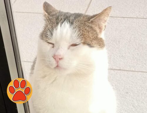 Gatto comparso all’Aliante di Rieti (Lazio). Chi lo ha smarrito?
