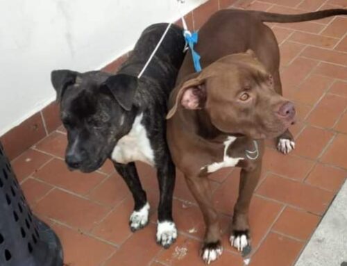 PittBull trovati a Poggio Mirteto. La nera trasferita in Canile