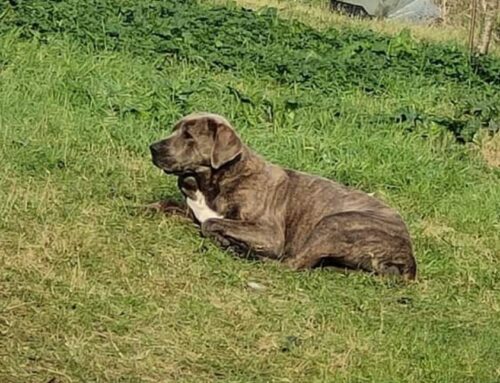 Femmina di cane Corso vagante a Colonnetta di Montopoli