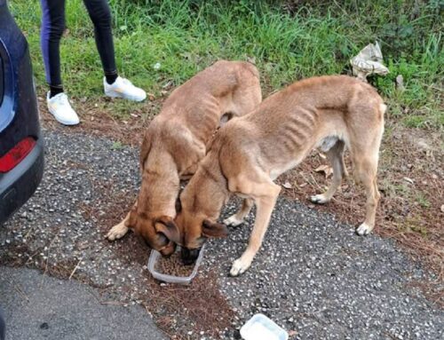 Colleverde II, trovati questi due cani pelle ed ossa