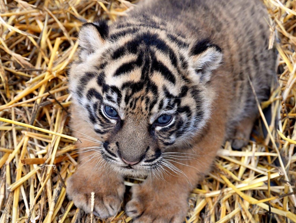 bioparco_di_roma_Tigrotta_tigre_di_sumatra