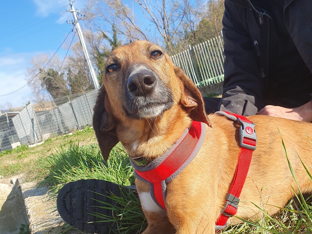 cane_canile_chieti