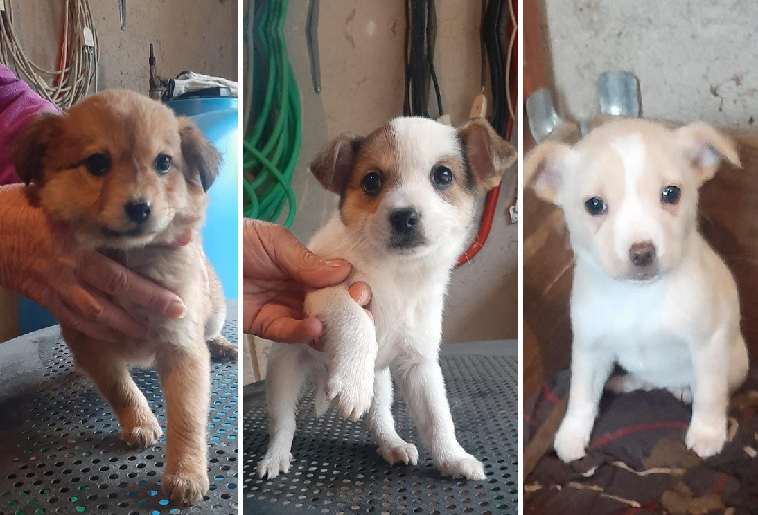 cane_cani-loredana_sofia_febbraio_2024