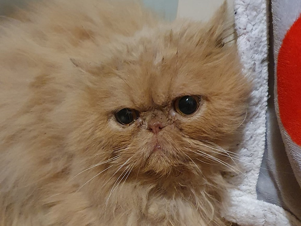 gatto_anna_linda
