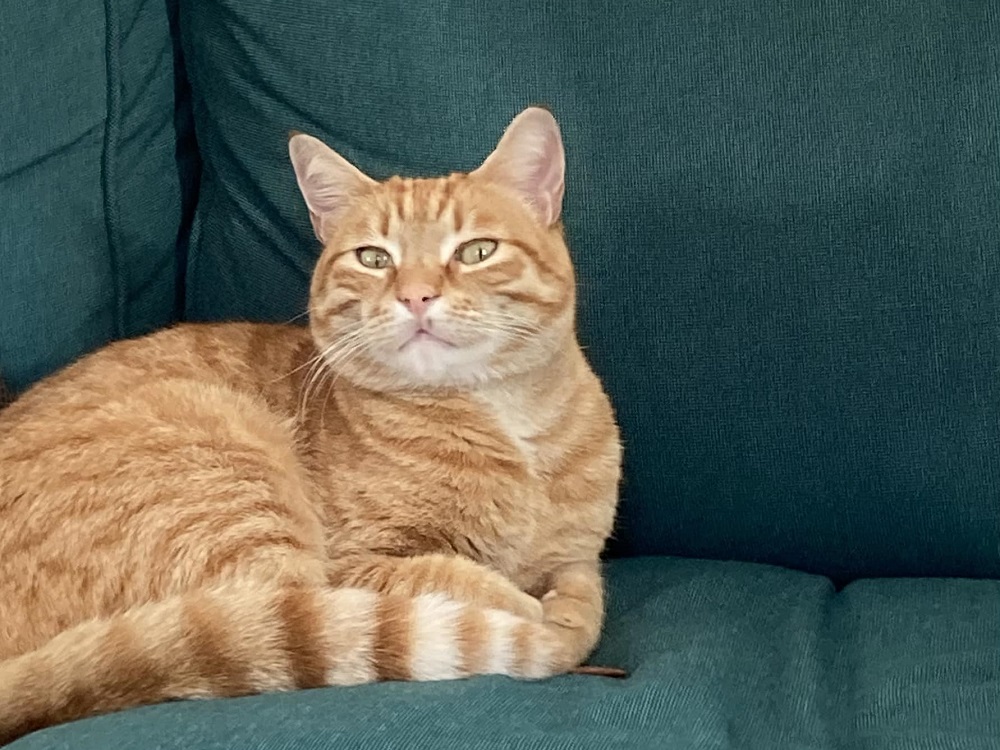 gatto_ragu_flaminia_carocci_roma_lucrezia_masci