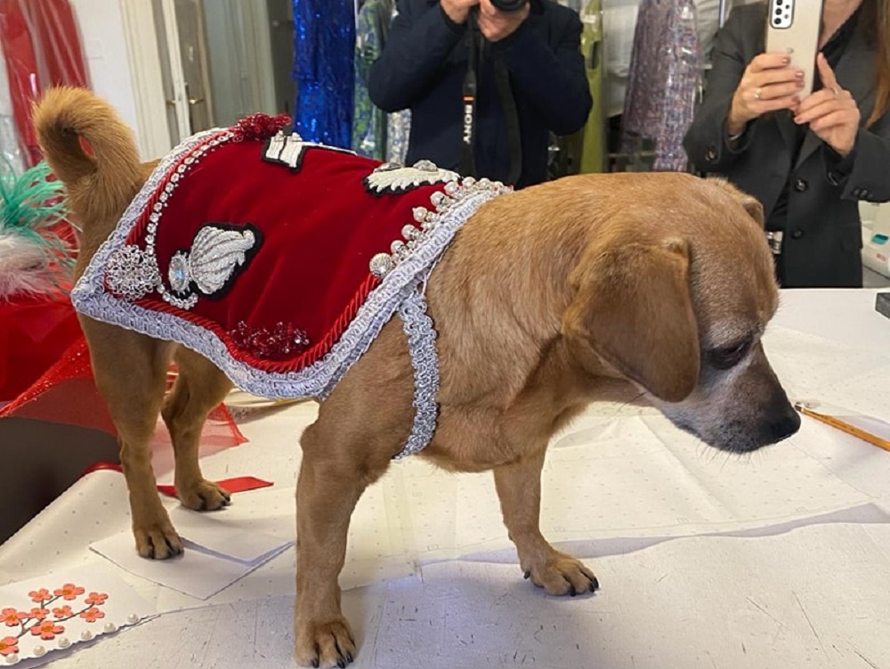 mascotte_fanfara_arma_carabinieri_a_cavallo_a_sanremo
