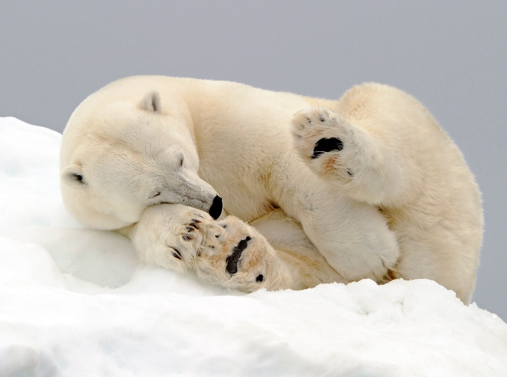 Giornata Internazionale dell’Orso Polare, WWF: “Si riduce sempre di più ...