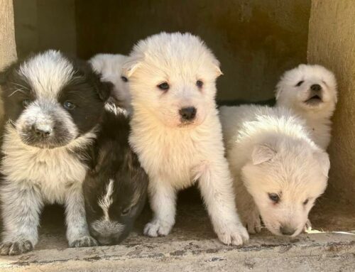 Otto cuccioli di cane nati da mamma randagia hanno bisogno di adozioni
