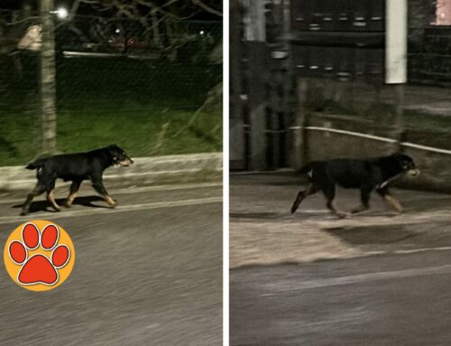 Cagnolino vagante da solo in strada in piena notte