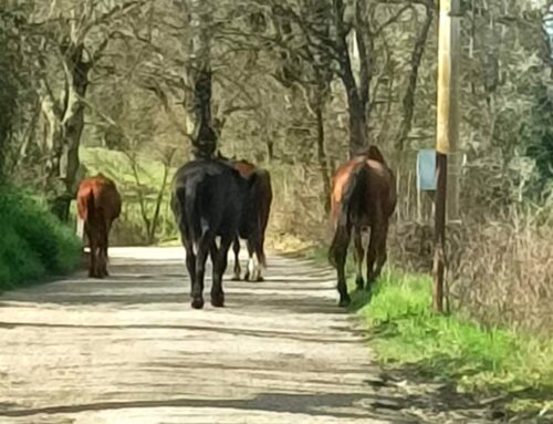 Quattro cavalli liberi in strada zona depuratore di Poggio Mirteto