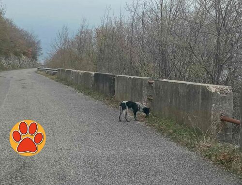 Ancora in strada uno dei due cani segnalati a Fonte Cerro