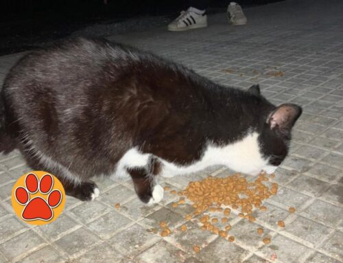 Tornata in colonia felina la gatta smarrita il 24 marzo