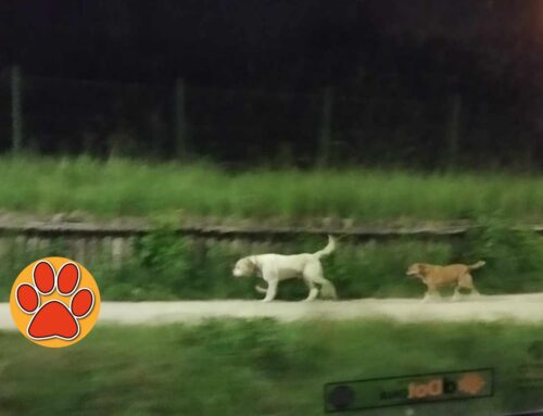 Due cani avvistati in strada davanti La Fornace