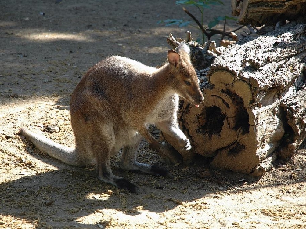 Wallaby