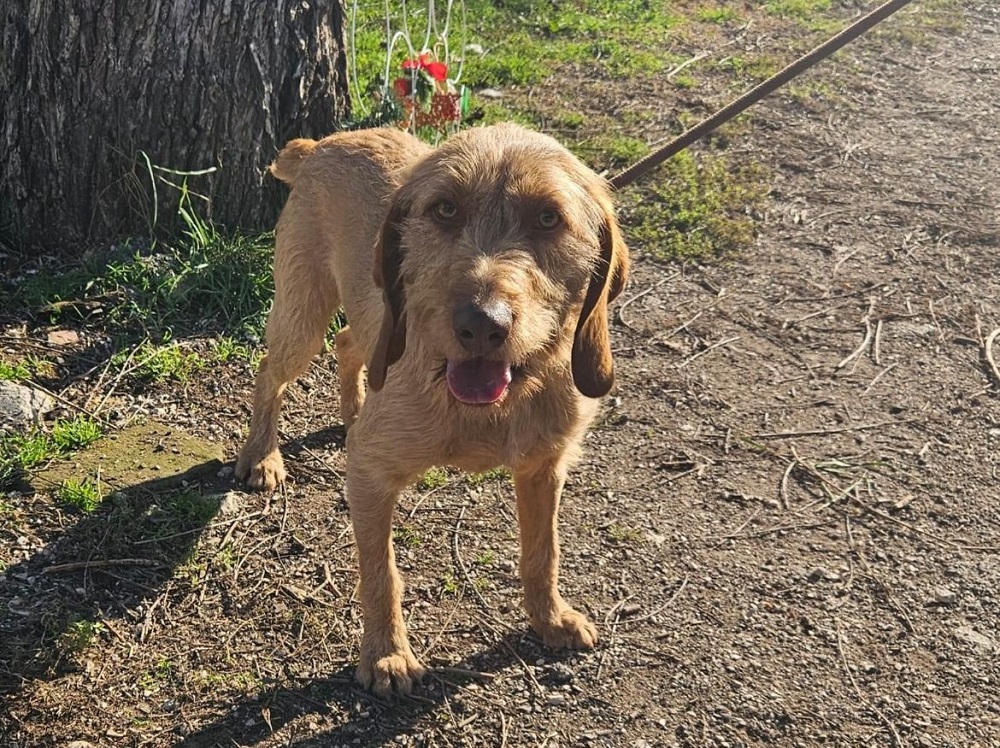 cane_Artu_canile_rieti