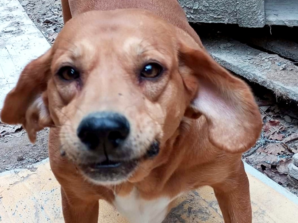 cane_gegia_lroedana_miarelli